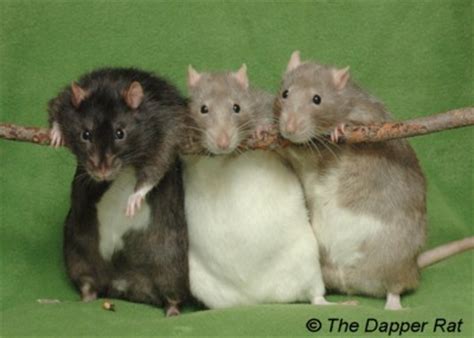 The Dapper Rat Calendar 2005 - Shoots 1