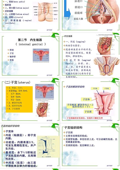 临床妇产科1-3章--女性生殖系统的解剖与生理ppt模板_卡卡办公