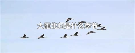 一年一度候鸟季，北雁南归正当时 - 川观新闻