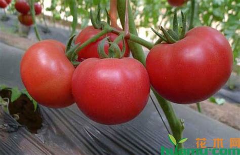 种植番茄的方法和技术-种植技术-中国花木网