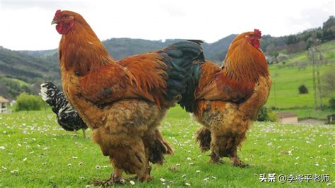 最大婆罗门“战斗鸡”重达7.7公斤成网红_博览_环球网