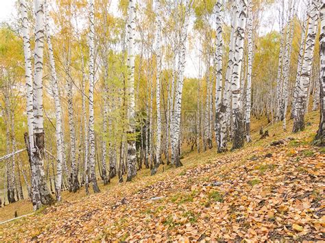 秋天的白桦林高清图片下载-正版图片500666015-摄图网