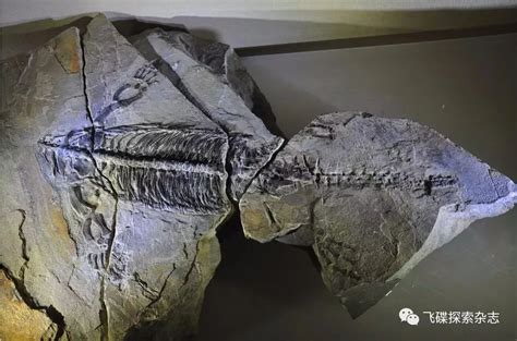 鱼龙带动画 沙尼龙 沧龙 远古生物恐龙 游动的鱼龙 蛇颈龙 恐龙 原始恐龙 石炭纪 远古水龙 深海-cg模型免费下载-CG99