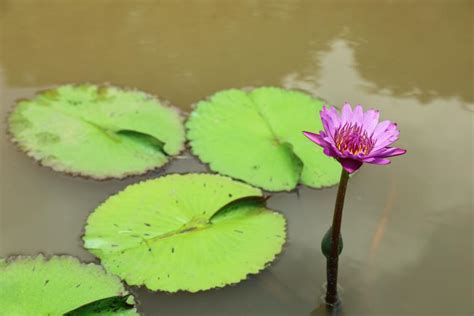 为何佛教中经常使用莲花？到底有着什么重要的象征意义_凤凰网视频_凤凰网