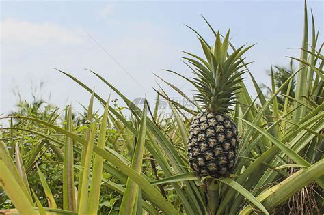 菠萝种植园食物植物生长绿色叶子栽培水果场地气候文化高清图片下载-正版图片320789392-摄图网