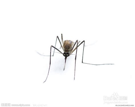 六种人最易招蚊子咬-百度经验