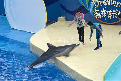 海豚海豚表演图片摄影图__海洋生物_生物世界_摄影图库_昵图网nipic.com