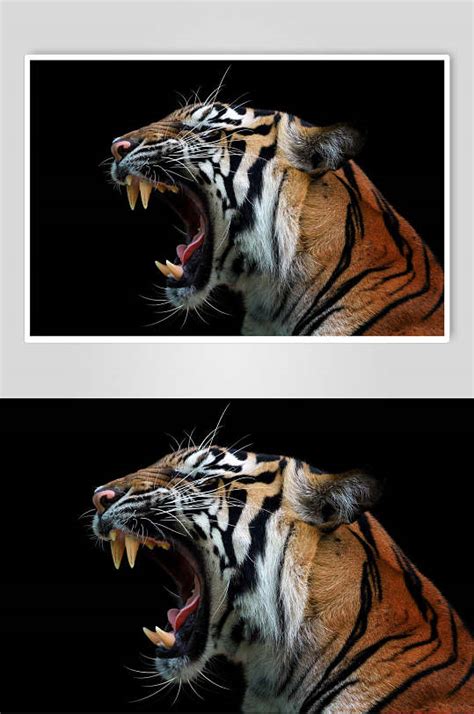 凶猛的老虎高清图片模板下载-编号4609980-众图网