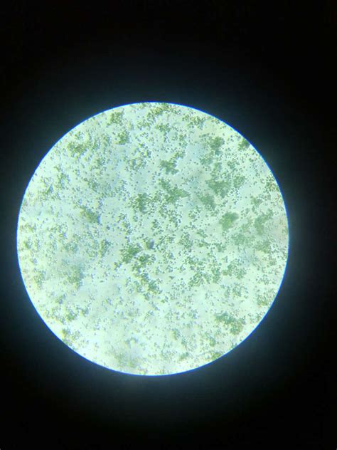 实验室用生物显微镜观察藻类水产养殖