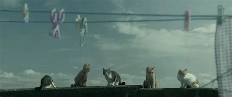 🌈假如猫从世界上消失了，超好看，从这一部粉上佐藤健_腾讯视频