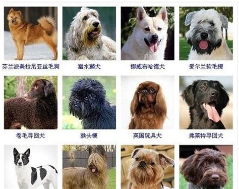 狗狗的名字 - 业百科