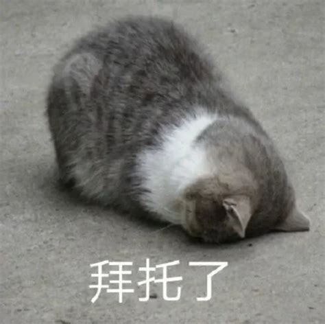 拜托啦表情包图片