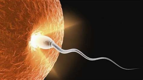 精子和卵子结合时发生了什么？3D演示全过程，场面一目了然！_腾讯视频