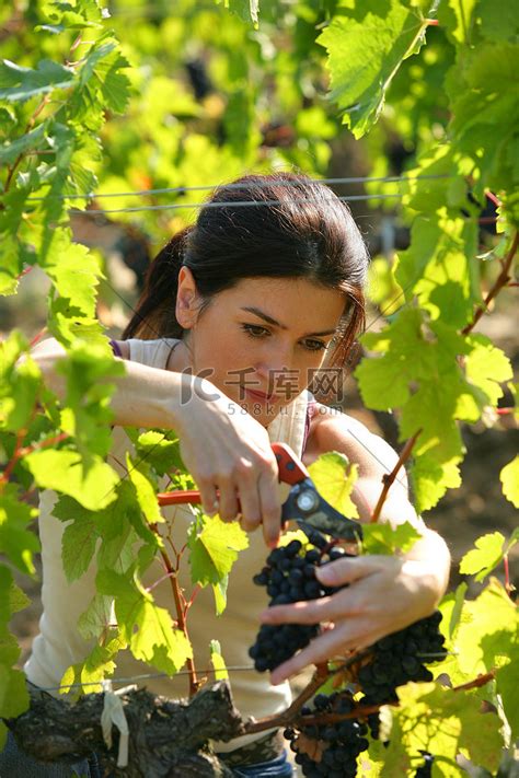 女生在葡萄园采摘葡萄高清图片下载-正版图片302604556-摄图网