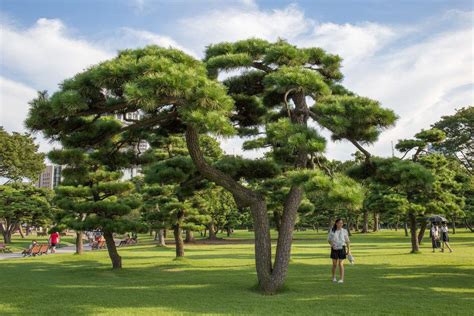 世界最著名十棵松树：八棵在中国，超过1400年历史，马云买不起！|凤凰|松树|迎客松_新浪新闻
