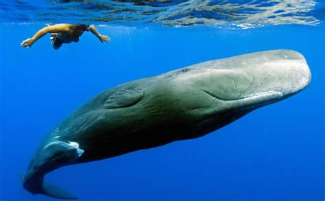 鲸鱼的种类和图片介绍,鲸的种类有哪些图片_大山谷图库