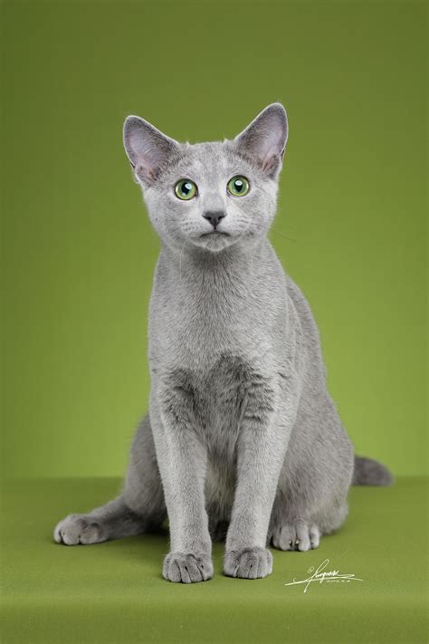 俄罗斯蓝猫AMYWORKS,拍摄于沈阳|摄影|宠物摄影|AMYWORKS赛猫摄影 - 原创作品 - 站酷 (ZCOOL)