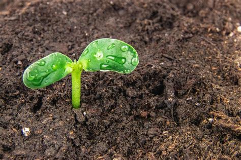 植物生长过程 菠菜从发芽到长大的过程，30天延时拍摄