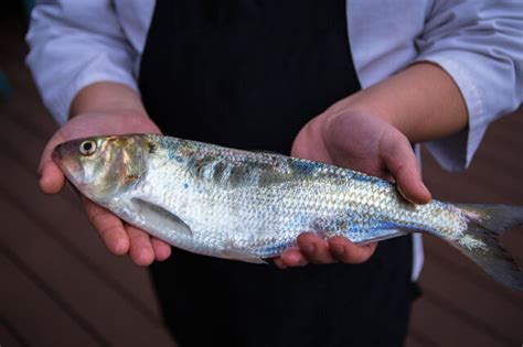 中国最贵的6种淡水鱼，1斤千元不算什么，图2单单鳞片一斤就上万