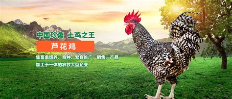 罗曼灰青年鸡-鹤壁市博航禽业有限公司