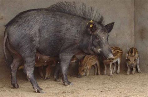 在博茨瓦纳奥卡万戈三角洲的高草地之间站立的野猪高清图片下载-正版图片307071563-摄图网