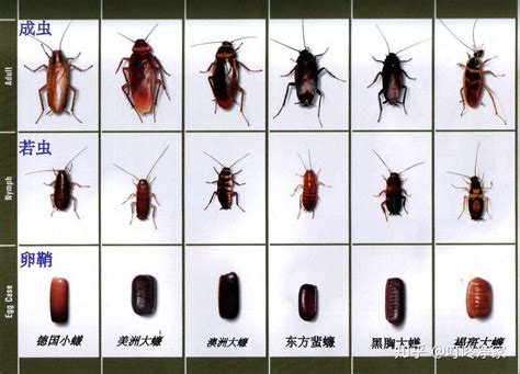 北方常见蟑螂种类,北方蟑螂和南方蟑螂的区别 - 品尚生活网