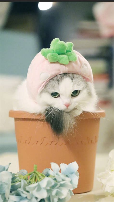 非主流头像兔子猫狗