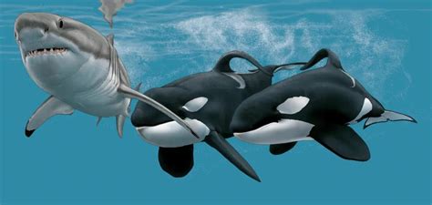 虎鲸vs大白鲨体型对比（虎鲸打得过大白鲨吗）-大盘站 - 大盘站