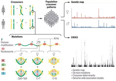单基因病常染色体隐性模式大解读-遗传病生育网