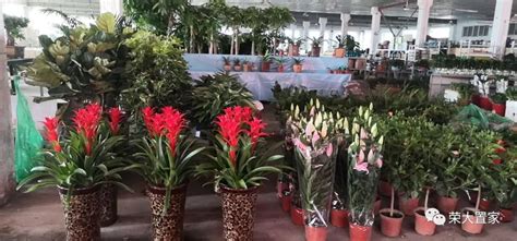 大家期待已久的荣大花卉市场即将开业啦-企业新闻-天津市红吉顺花卉销售有限公司