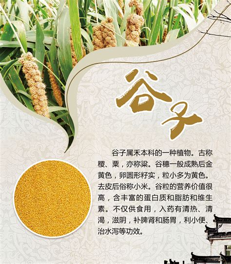 农作物之二——小麦----中国科学院