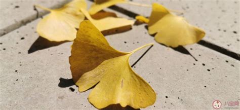 秋季树叶叶片变化素材图片免费下载-千库网