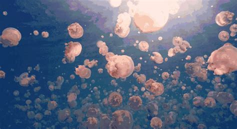 海蜇是水母吗 海蜇和水母的区别图解 - 汽车时代网