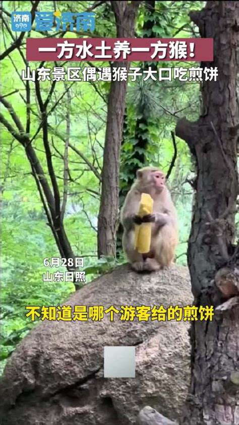 游客山东景区偶遇猴子大口吃煎饼：一方水土养一方猴|山东省_新浪新闻