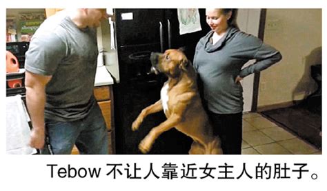 世界打架最厉害的狗前十名 杜高犬上榜，第二有“东方斗犬之王”之称_排行榜123网
