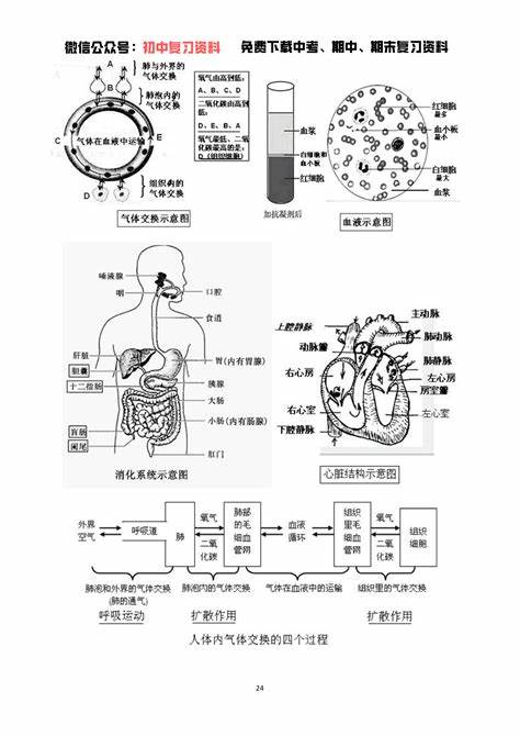 七年级下册生物半期考必考题