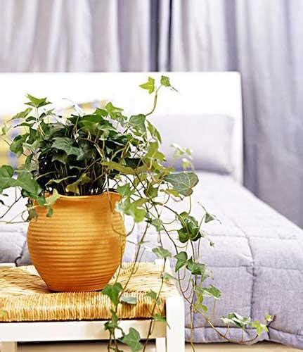 卧室放什么花对身体健康最好（3种净化空气的室内植物推荐） - 花晓网