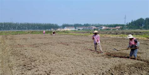 在水稻田耕种的农民高清图片下载-正版图片501755055-摄图网