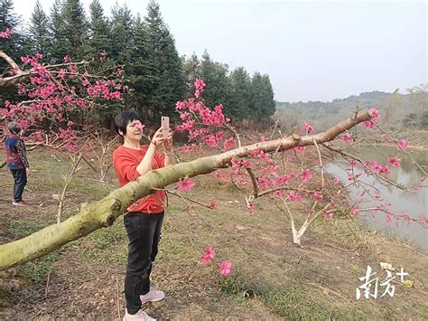 河南栾川：桃花朵朵开 乡村旅游火起来-人民图片网