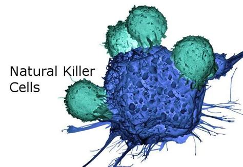 肿瘤治疗的希望：NK细胞 - 知乎