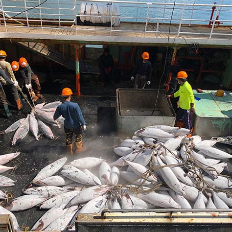 捕捞船队 - 舟山宁泰远洋渔业有限公司