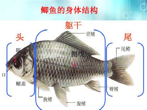 虹鳟也是三文鱼？养殖不如野生？真相在这里 -- 中国科学院实验海洋生物学重点实验室
