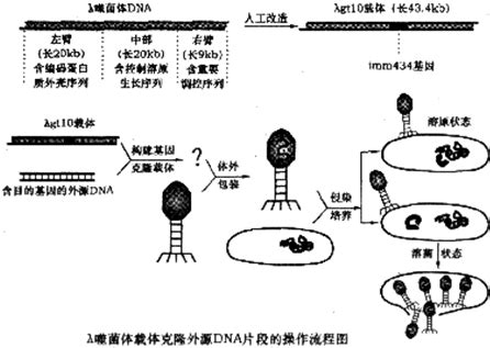 噬菌体展示技术和其通用实验技术简介