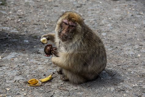 拇指大的侏儒狨猴，堪称世界上最懒的动物，每天啃食树汁，纪录片_腾讯视频}
