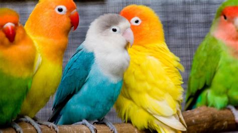 为什么鹦鹉会说人话（鹦鹉的起源是什么进化来的） - 胖萌舍宠物网