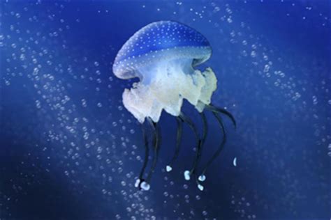 海滩现巨型水母 14种最美水母排行榜_排行榜123网