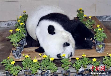 大熊猫起名字,现有大熊猫所有的名字,熊猫霸气名字大全_大山谷图库
