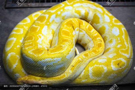 国外蟒蛇爱好者躺在蟒蛇堆里 - 蟒蛇科普