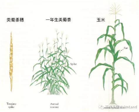 玉米何时传入中国 - 业百科