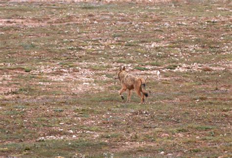 狼是国家几级保护动物-百度经验